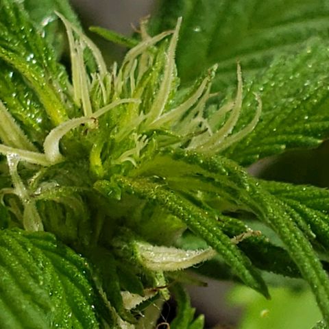 La 1ra growlog timeline photo