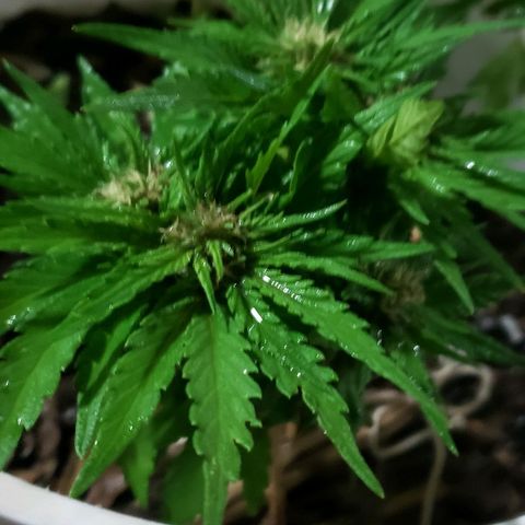 La 1ra growlog timeline photo