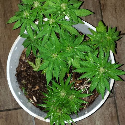 La 1ra growlog timeline photo