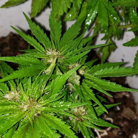 La 1ra growlog timeline photo