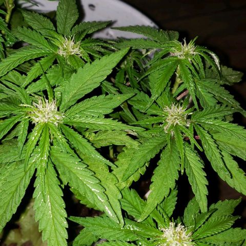 La 1ra growlog timeline photo