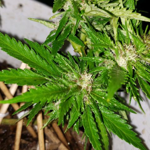 La 1ra growlog timeline photo