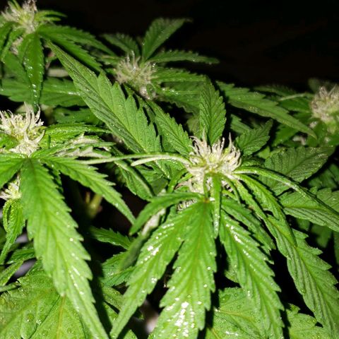 La 1ra growlog timeline photo