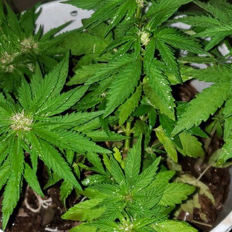 La 1ra growlog timeline photo