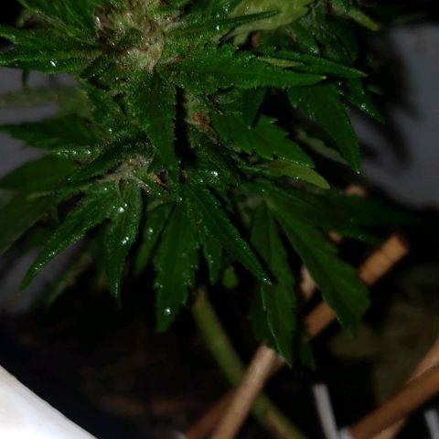 La 1ra growlog timeline photo