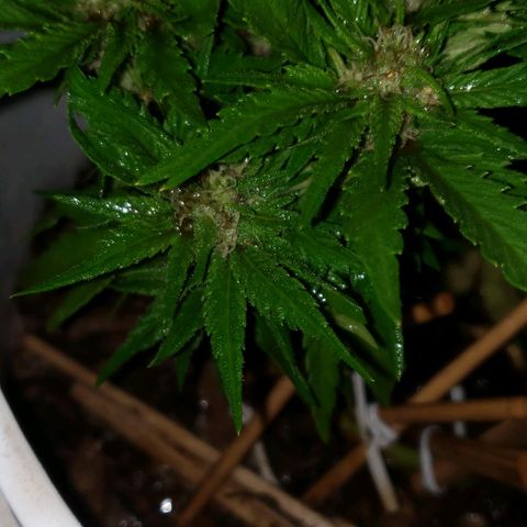 La 1ra growlog timeline photo
