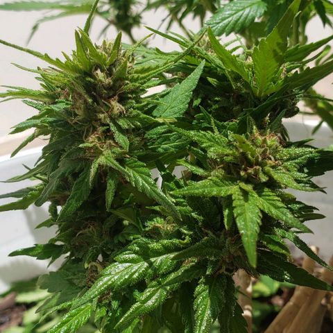 La 1ra growlog timeline photo
