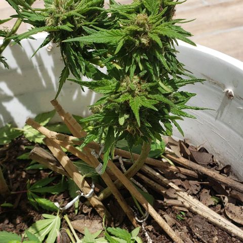 La 1ra growlog timeline photo