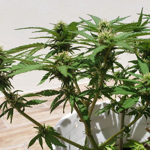 La 1ra growlog timeline photo