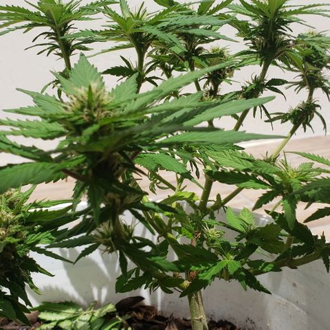 La 1ra growlog timeline photo