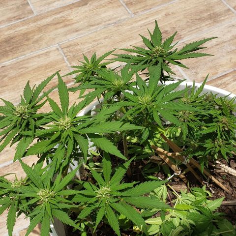 La 1ra growlog timeline photo