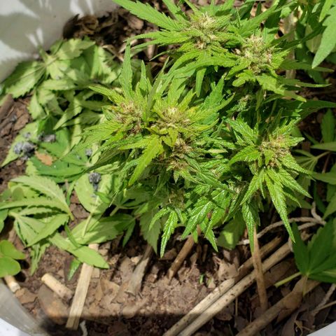 La 1ra growlog timeline photo