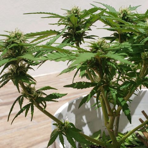 La 1ra growlog timeline photo