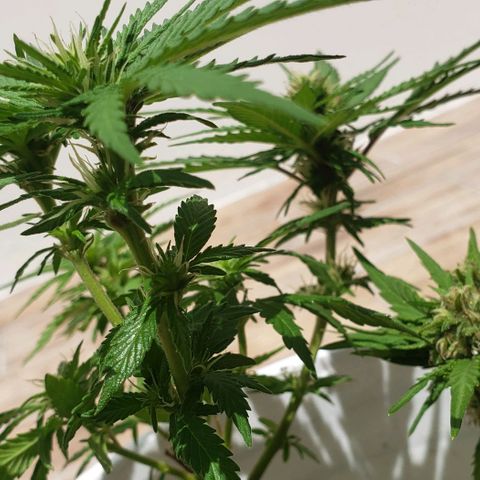 La 1ra growlog timeline photo