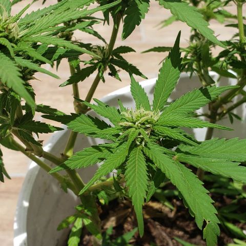 La 1ra growlog timeline photo