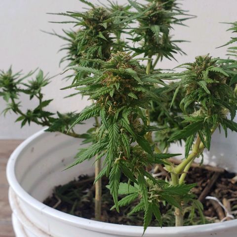 La 1ra growlog timeline photo