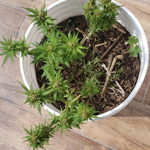 La 1ra growlog timeline photo
