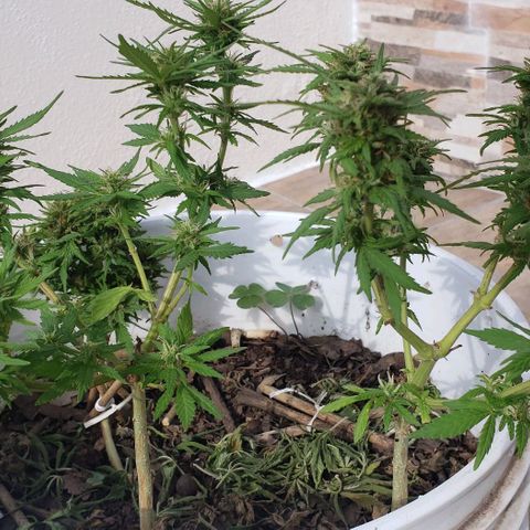 La 1ra growlog timeline photo
