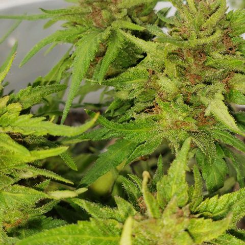 La 1ra growlog timeline photo