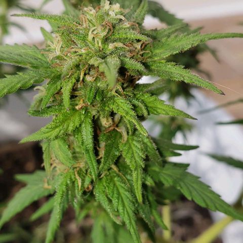 La 1ra growlog timeline photo