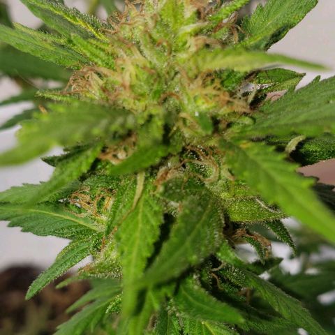 La 1ra growlog timeline photo