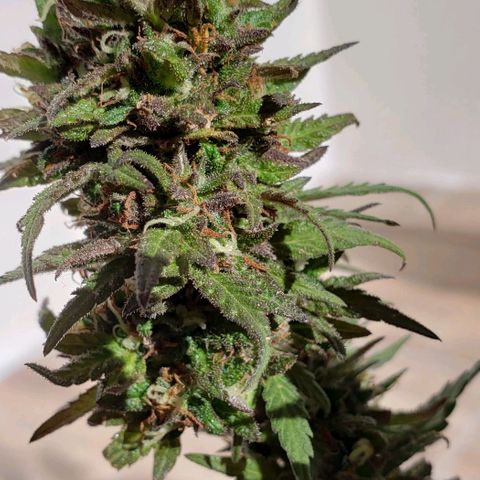 La 1ra growlog timeline photo