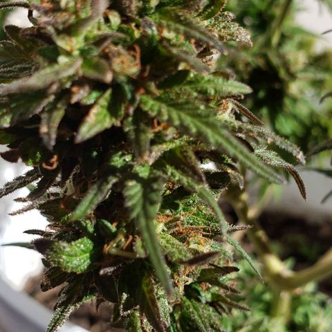 La 1ra growlog timeline photo