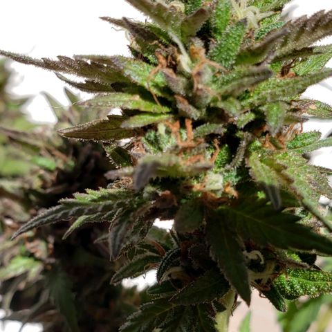 La 1ra growlog timeline photo