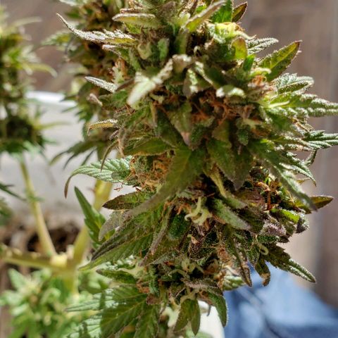 La 1ra growlog timeline photo