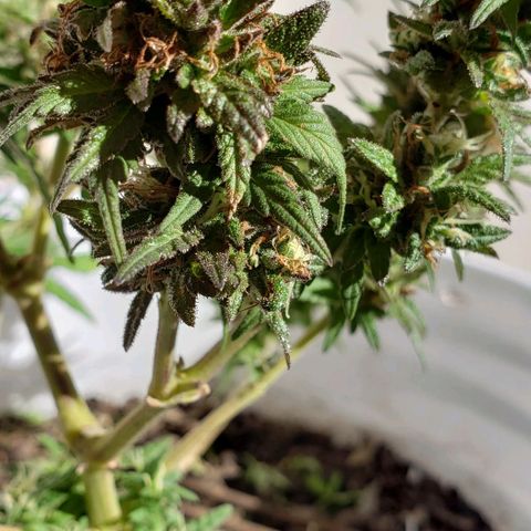 La 1ra growlog timeline photo