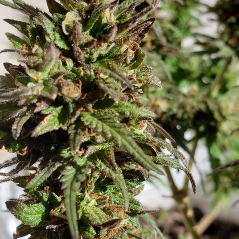 La 1ra growlog timeline photo