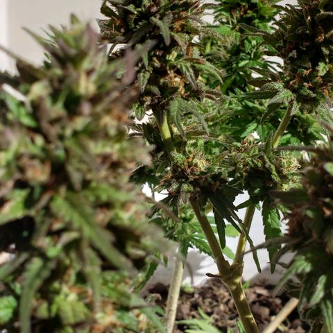 La 1ra growlog timeline photo