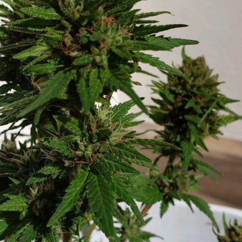 La 1ra growlog timeline photo