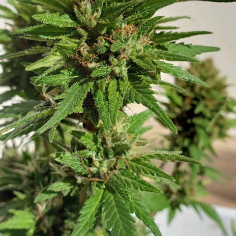 La 1ra growlog timeline photo