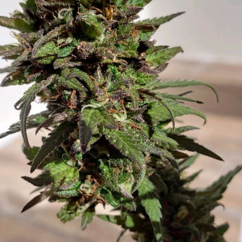 La 1ra growlog timeline photo