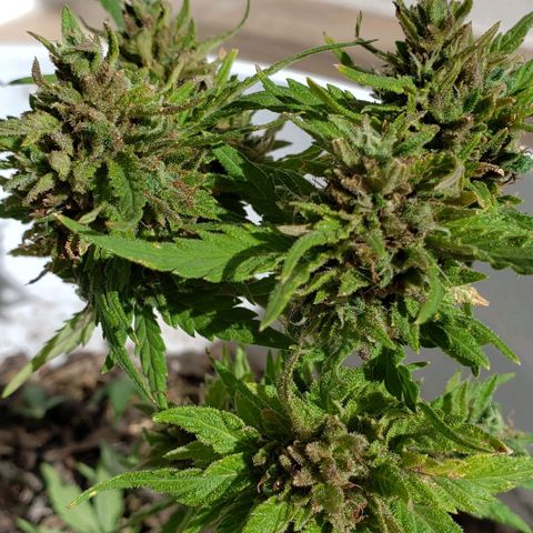 La 1ra growlog timeline photo