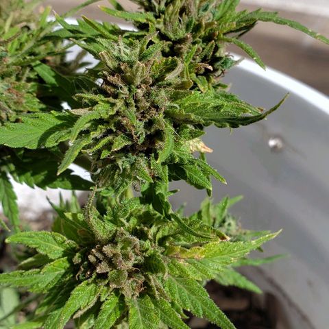 La 1ra growlog timeline photo
