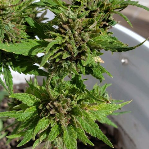 La 1ra growlog timeline photo
