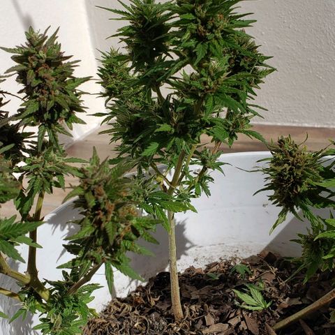 La 1ra growlog timeline photo