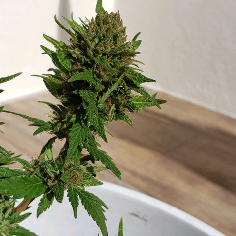 La 1ra growlog timeline photo