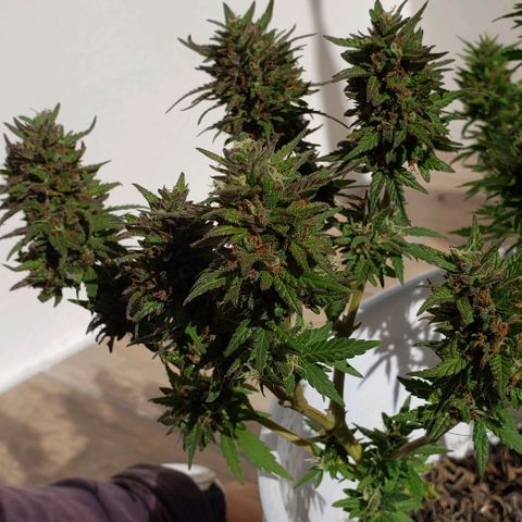 La 1ra growlog timeline photo