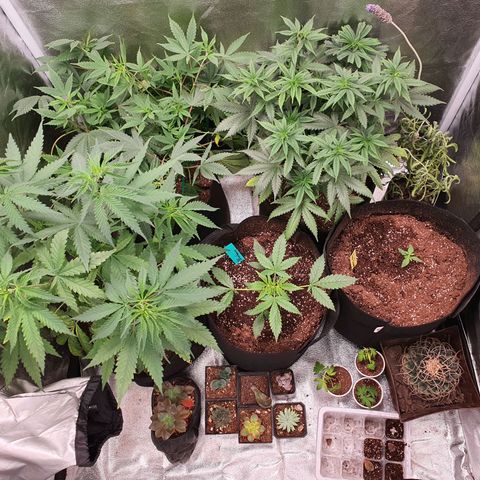 Northern Light Blue Auto (DS6) growlog timeline photo