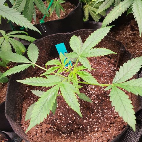 Northern Light Blue Auto (DS6) growlog timeline photo