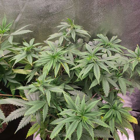 Northern Light Blue Auto (DS6) growlog timeline photo