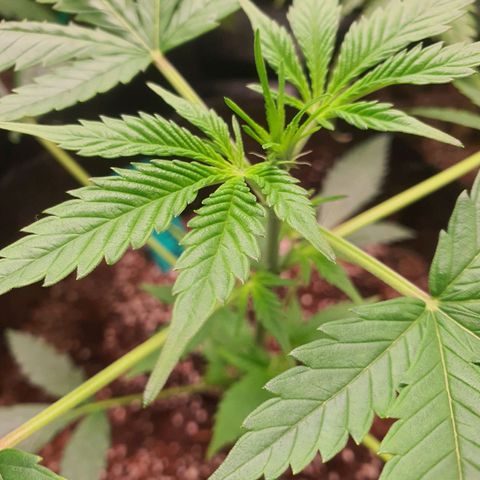 Northern Light Blue Auto (DS6) growlog timeline photo
