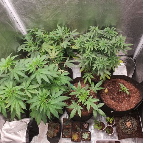 Northern Light Blue Auto (DS6) growlog timeline photo