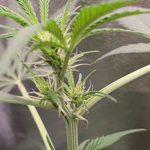 Northern Light Blue Auto (DS6) growlog timeline photo