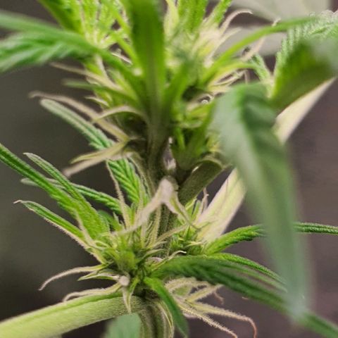 Northern Light Blue Auto (DS6) growlog timeline photo