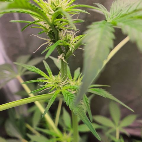 Northern Light Blue Auto (DS6) growlog timeline photo