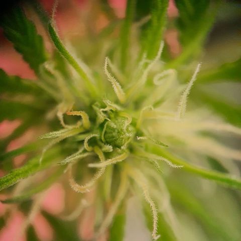 Northern Light Blue Auto (DS6) growlog timeline photo